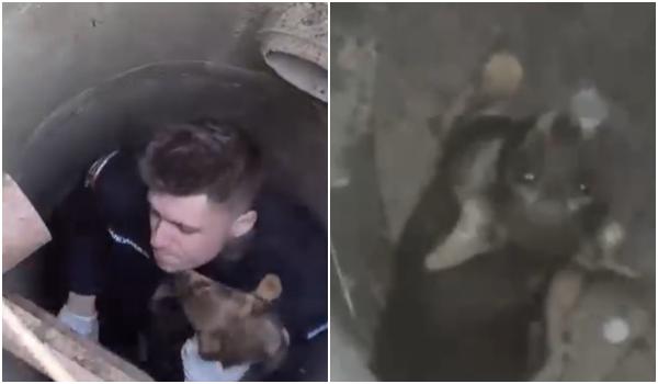 Misiune emoţionantă pentru jandarmi. Au salvat un biet căţeluş care căzuse într-un canal. Mama lui îl aştepta în apropiere