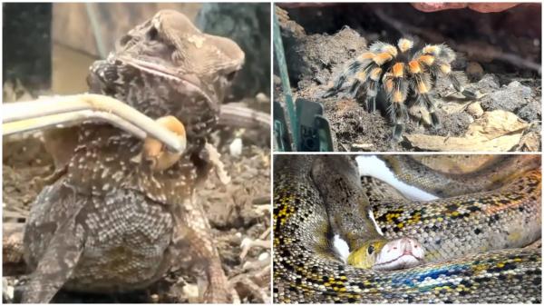 Expoziție de reptile și tarantule, în Iași. Pitonul reticulat și anaconda galbenă, printre vedete