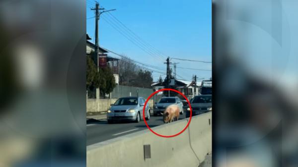 Situaţie hilară în Prahova. Şoferii s-au întâlnit pe Drumul Naţional 1B cu un porc