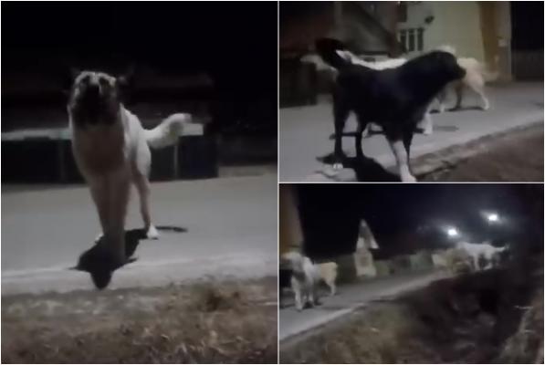 Femeie atacată de o haită de câini vagabonzi, pe o stradă din Cluj. S-a refugiat într-un şant, apoi a fost salvată de un vecin