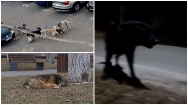 Mărturia femeii atacate de 11 dulăi fioroşi, în Huedin, Cluj. Un vecin a alungat câinii cu o bâtă, în ultima clipă