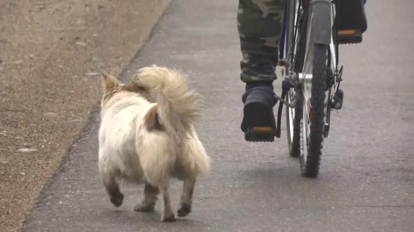 Doi căței, împușcați fără milă, în judeţul Galaţi. Unul dintre ei a fost abandonat pe calea ferată: "E păcat că e suflet şi el"