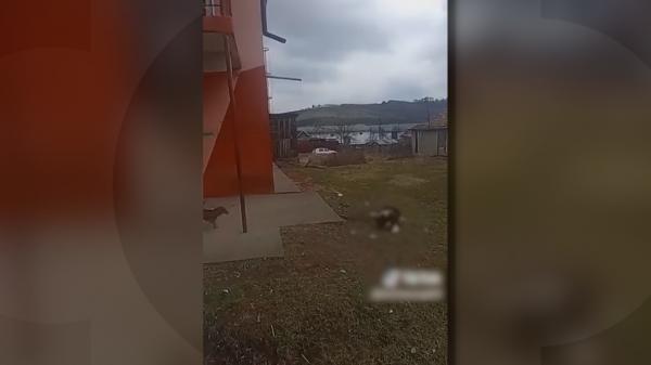 Incident şocant în Mureş: doi tineri, filmaţi în timp ce aruncă un câine de la etaj. Riscă până la 7 ani de închisoare