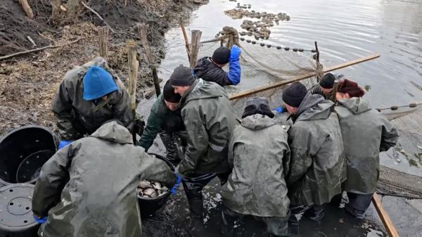 "Peştii noştri trebuiau să hiberneze acum". Pierderi uriaşe pentru fermierii piscicoli din cauza schimbărilor bruşte de temperatură