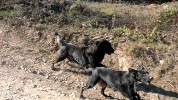 Fetiţă de aproape doi ani, ucisă de câinele familiei. Mama a încercat disperată să-şi salveze copilaşul, dar în zadar