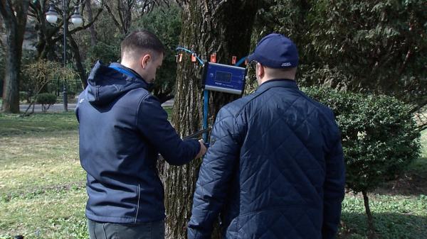 Sănătatea arborilor din Bucureşti, verificată cu tomograful. Ar trebui însă mai bine de 170 de ani pentru testarea celor două milioane de copaci