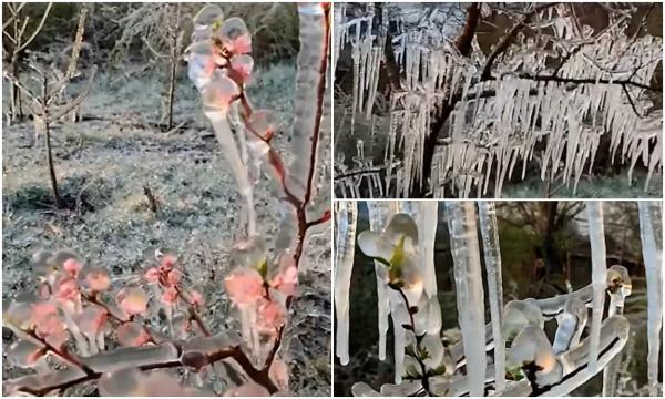 Îngheţul din ultimele zile a făcut prăpăd în livezile românilor. Unii fermieri au apelat la măsuri disperate ca să-şi salveze pomii