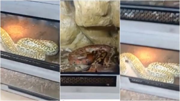 Zeci de șerpi, printre care și pitoni, colecționați în casa unui ploieștean. Avea congelatorul plin cu reptile și rozătoare, cu care îi hrănea