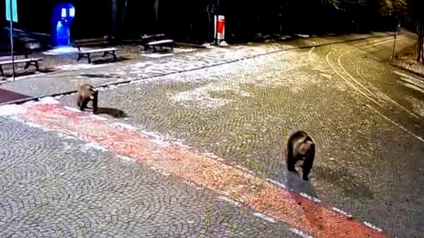 Germanii vin cu frică în România, de teama urşilor. "Cer camere mai sus"