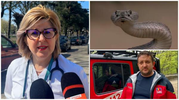 Turist muşcat de viperă în zona Voroneţ din Suceava. Deşi a primit ser antiviperin, a făcut şoc anafilactic