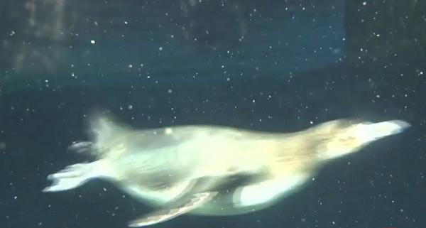 Ziua Pinguinilor, sărbătorită cu fast la Grădina Zoologică din Braşov. 20 de păsări au făcut spectacol, în cel mai mare acvariu din ţară