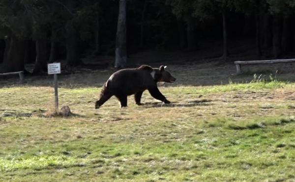 O adolescentă a murit înecată în Harghita, după ce ar fi fugit speriată de un urs. Fata s-a împiedicat şi a căzut în apă