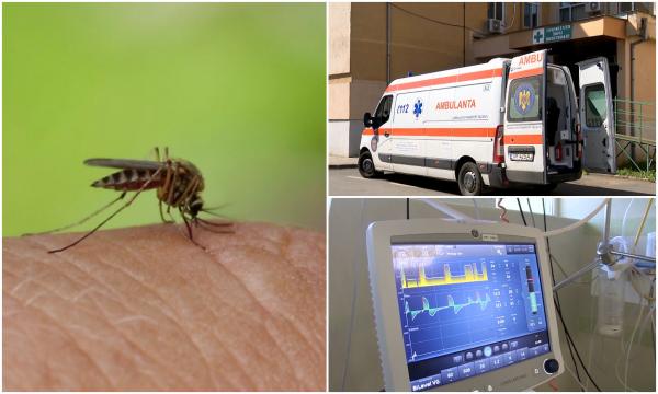 Un țânțar tigru, purtător al virusului West Nile, a băgat în comă un timişorean de 57 de ani. Medic: Nu mai este o infecţie exotică