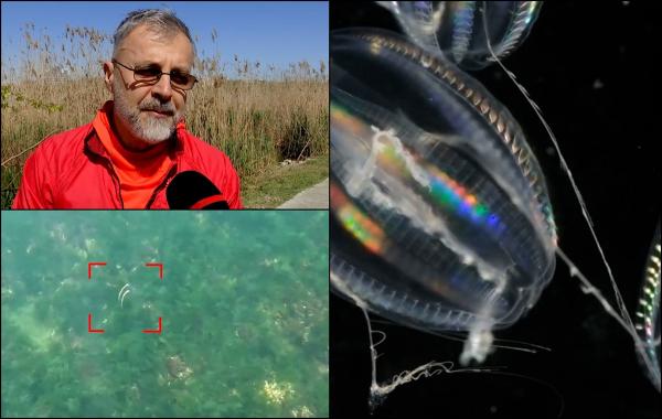 Fenomenul apare rar, dar  spectaculos din adâncurile Mării Negre. E cât o monedă, dar cu efect de curcubeu