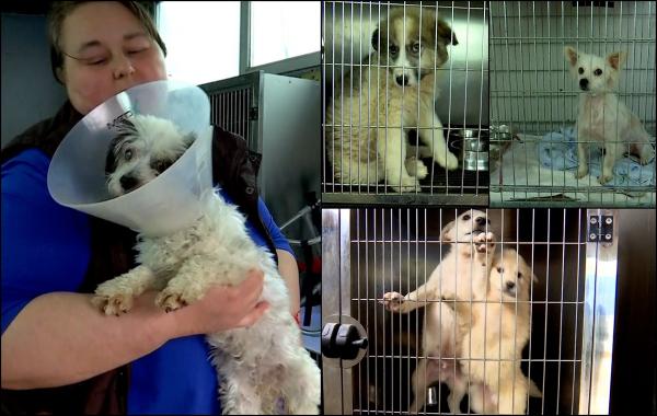 Adăpostul de câini din Baia Mare are nevoie de un aparat de aer condiționat ca să salveze puiuții de la suferință