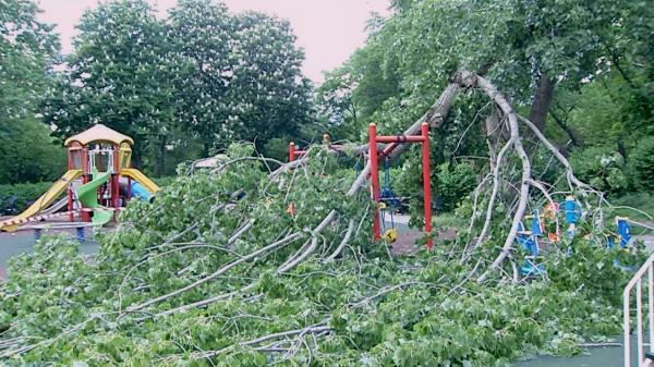 Copac prăbușit peste un loc de joacă din București. Părinții cer explicații: "Ne e frică să mai venim cu copiii"