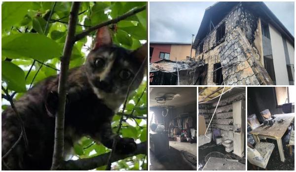 Pisicuţa Miţi, eroină pentru stăpânii săi. I-a salvat din incendiul care le-a cuprins casa din Ilfov. Felina a rămas captivă în interior