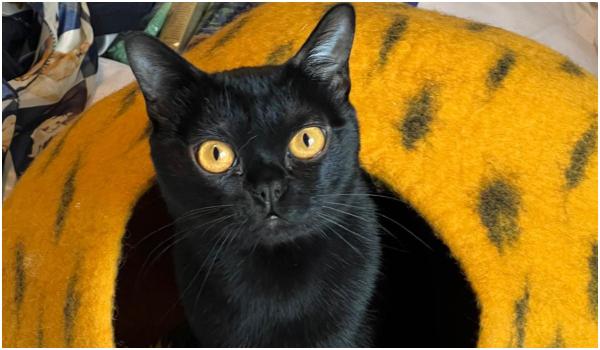 Defilare spectaculoasă la Salonul Felin din Capitală. Falcon, motanul din Ucraina poreclit "pantera de apartament", a cucerit juriul