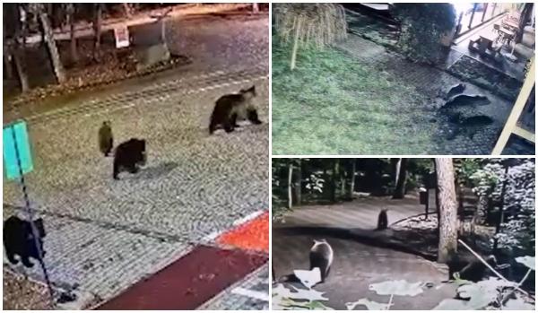 Ursoaica cu cei trei pui, care a fost relocată luna trecută, s-a întors în Târgu Mureş de la 100 de kilometri. Autorităţile vor acum să o eutanasieze