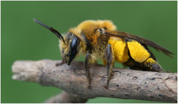 O fată din Botoşani a intrat în șoc anafilactic după o înțepătură de albină, în timp ce era live pe TikTok. Un medic a văzut totul şi a sunat la 112