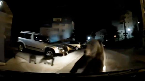 Urşii dau iar târcoale staţiunilor montane. O ursoaică cu trei pui s-a aruncat pe capota unei maşini în Predeal