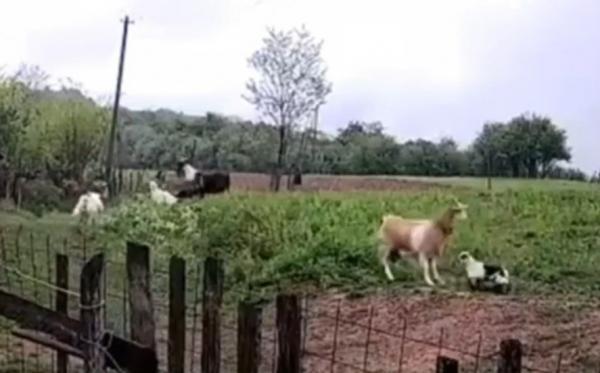 Un lup face ravagii de câteva luni într-o gospodărie din Hunedoara. Sălbăticiunea a fost filmată când atacă animalele din curte
