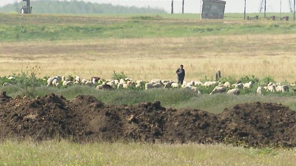 Un cioban s-a ales cu mâna sfârtecată după ce şi-a dus oile la păscut în poligonul Smârdan. Bărbatul a dat vina pe una dintre oi