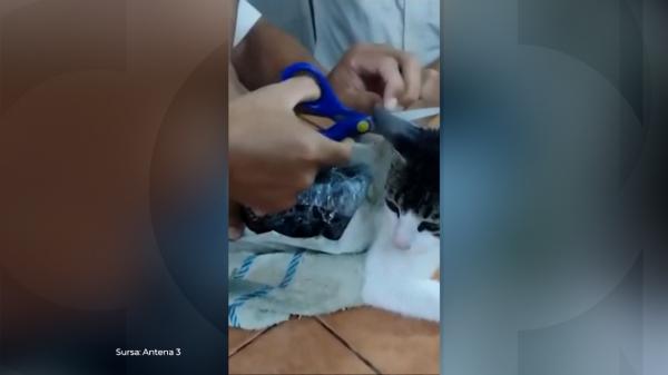 Momentul în care o pisică folosită pentru contrabandă e prinsă de gardieni într-o închisoare din Costa Rica. Avea droguri lipite de blană