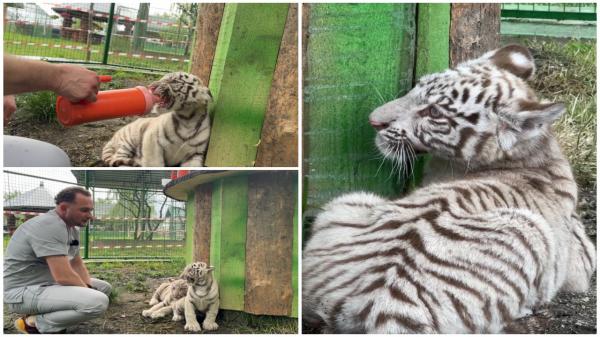 Noua atracţie de la colţul zoologic Zahareşti. Doi pui de tigru alb au poposit de la o grădină zoologică din străinătate