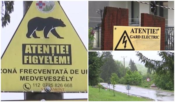 Măsurile luate de autorităţile din trei judeţe împotriva urşilor. Investiţii de aproape 2,6 milioane de lei
