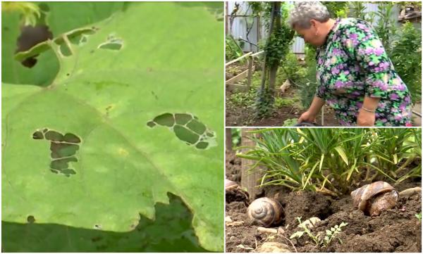 Liliana a vrut legume bio, dar s-a trezit cu răsadurile distruse: "M-au nenorocit. Ia uite cum mănâncă frunza la castraveţi, la fasole"