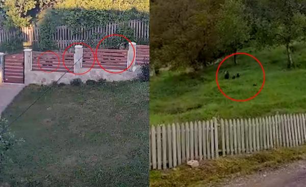 Oamenii dintr-o localitate din Vrancea, terorizaţi de o ursoaică cu  trei pui. Îi vizitează în fiecare zi