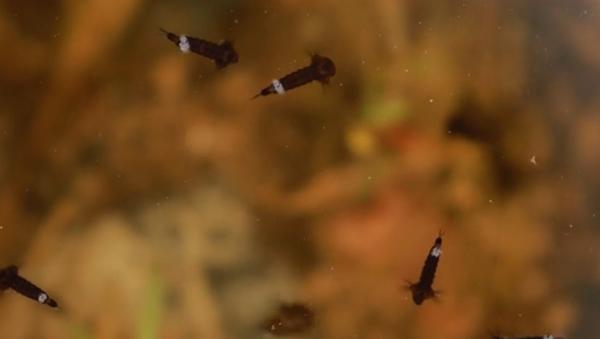 Bucureștenii, asaltați de insecte. Autoritățile au început lupta cu roiurile de țânțari și musculițe