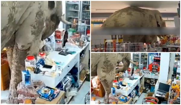 Un elefant a intrat într-un magazin din Thailanda. Momentul în care îşi alege mâncare de pe rafturi