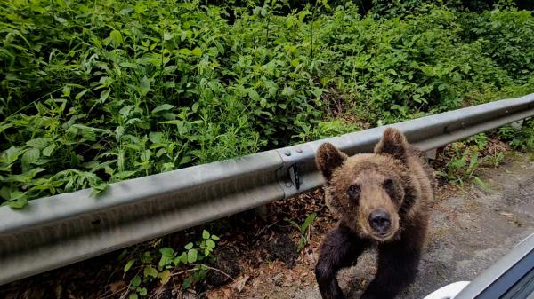 Urşii, trasformaţi în maidanezi pe Transfăgărăşan. Doi turişti străini, mutilaţi de animale în ultimele 7 zile