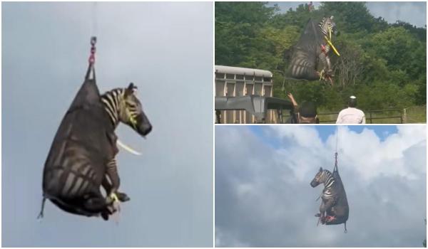 Zebra Ed, salvată de poliţişti după şapte zile de căutări. A fost adusă cu elicopterul la un adăpost în SUA