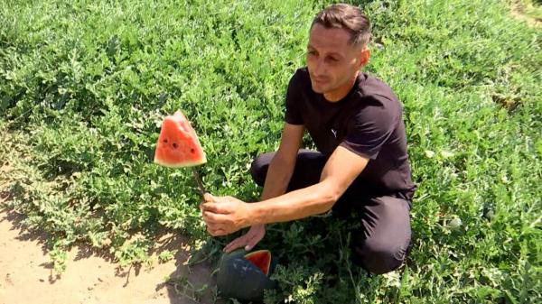 Cât ajung să coste în pieţe faimoşii pepeni de Dăbuleni. La cultivatori, costă 3 lei kilogramul