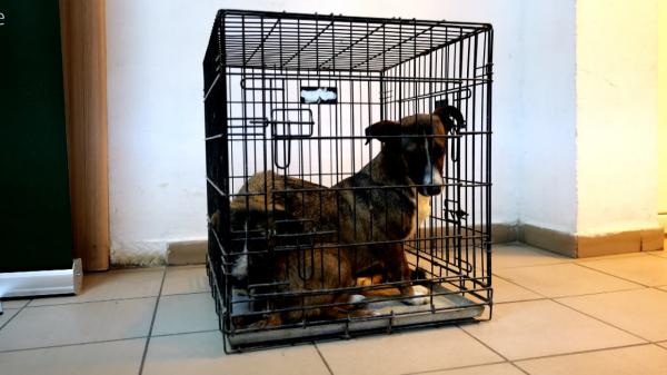 Amenzi de până la 10.000 de lei pentru stăpânii care refuză vaccinarea sau microciparea câinilor