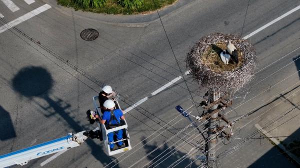 Eveniment special pentru sibieni. Ornitologii au început inelarea puilor de barză