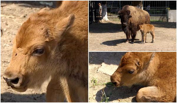 Pui de bizon american, născut la Zoo Craiova. Vizitatorii au venit cu propuneri de nume: Baloo şi Mickey