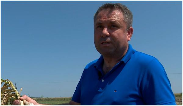 "Arma secretă" a fermierilor în acest an: a fost creată la Banca de Gene şi are gust "dulce-acrişor-iute"