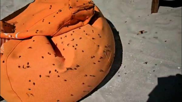 Invazie de gărgăriţe agresive pe litoral: Turiştii s-au refugiat în apă sau în camere