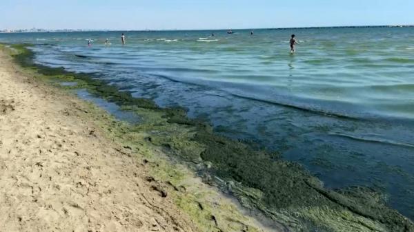 Invazie de alge pe unele dintre cele mai populare plaje de pe litoral. Turiştii sunt revoltaţi