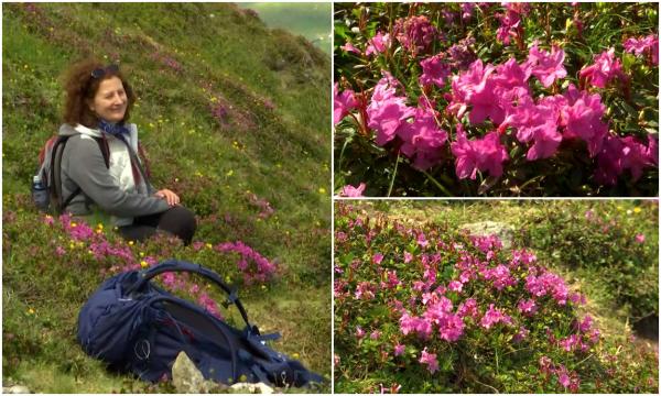 Locul din România unde o floare ocrotită de lege face spectacol în aceste zile: "Explozie de culori!"