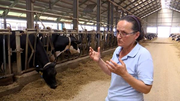 40 de grade la umbră, dublu stres pentru animale. Ce sfaturi oferă medicii veterinari