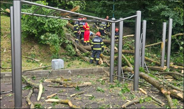 Tânăr de 27 de ani, mort după ce un copac a căzut peste el pe Aleea de sub Tâmpa, în Braşov