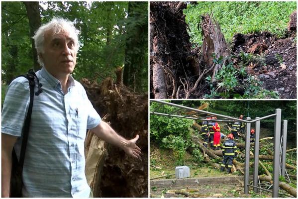 Tragedia de pe Aleea de sub Tâmpa, unde un tânăr a murit, ar fi putut fi evitată. Explicația unui silvicultor