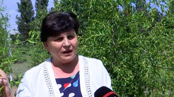 Fructele exotice care au devenit o adevărată comoară pentru locuitorii din Dăbuleni. Un kilogram costă 16 lei