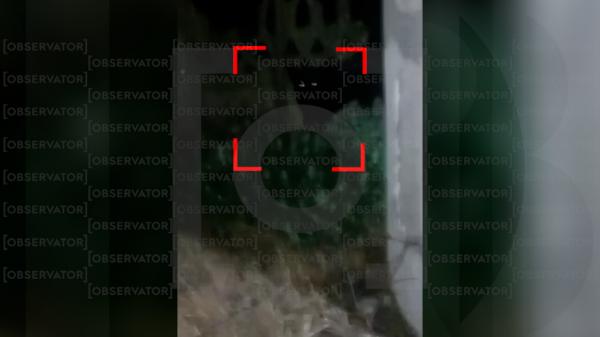 Jandarmii din Teleorman, pe urmele panterei fugite din Bulgaria. Doi localnici ar fi văzut-o în spatele casei