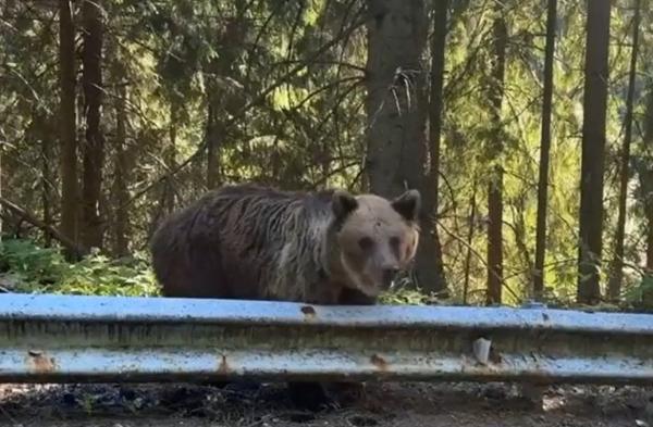 Tentaţia unui selfie cu ursul continuă pe Transfăgărşan, la o zi după atacul asupra turistului italian